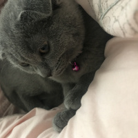 Scottish Fold, Kedi  Misha fotoğrafı