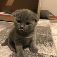 Scottish Fold, Kedi  Misha fotoğrafı