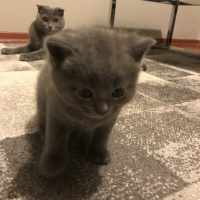 Scottish Fold, Kedi  Misha fotoğrafı