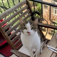 Tekir Kedi, Kedi  Cookie fotoğrafı