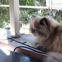 İran Kedisi (Persian), Kedi  Mia fotoğrafı