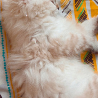 British Longhair, Kedi  İnci fotoğrafı