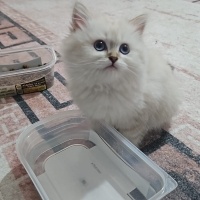 British Longhair, Kedi  İnci fotoğrafı