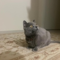 British Shorthair, Kedi  Cesur fotoğrafı