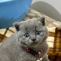 British Shorthair, Kedi  Cesur fotoğrafı