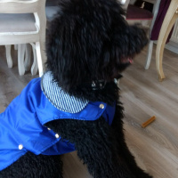 Poodle(Standart Kaniş), Köpek  Teddy fotoğrafı