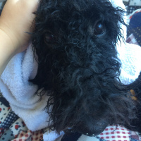 Poodle(Standart Kaniş), Köpek  Teddy fotoğrafı