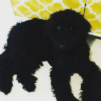 Poodle(Standart Kaniş), Köpek  Teddy fotoğrafı