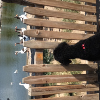Poodle(Standart Kaniş), Köpek  Teddy fotoğrafı