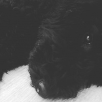 Poodle(Standart Kaniş), Köpek  Teddy fotoğrafı