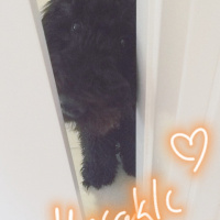 Poodle(Standart Kaniş), Köpek  Teddy fotoğrafı