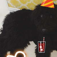 Poodle(Standart Kaniş), Köpek  Teddy fotoğrafı
