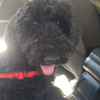 Poodle(Standart Kaniş), Köpek  Teddy fotoğrafı