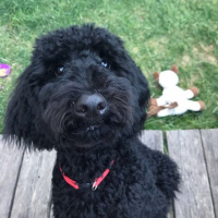 Poodle(Standart Kaniş), Köpek  Teddy fotoğrafı