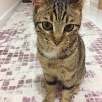 Tekir Kedi, Kedi  fikret fotoğrafı