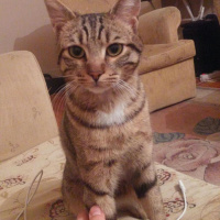 Tekir Kedi, Kedi  fikret fotoğrafı