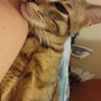 Tekir Kedi, Kedi  fikret fotoğrafı