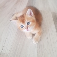 Scottish Fold, Kedi  Scottish fold ve british fotoğrafı