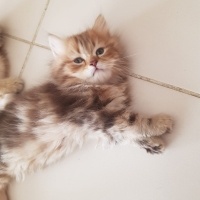 Scottish Fold, Kedi  Scottish fold ve british fotoğrafı