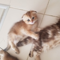 Scottish Fold, Kedi  Scottish fold ve british fotoğrafı