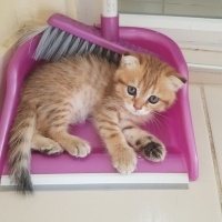 Scottish Fold, Kedi  Scottish fold ve british fotoğrafı