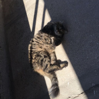 Tekir Kedi, Kedi  Pamuk fotoğrafı