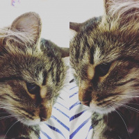 Tekir Kedi, Kedi  Pamuk fotoğrafı