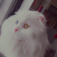 Scottish Fold, Kedi  Bal fotoğrafı