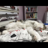 Tekir Kedi, Kedi  Minnoş fotoğrafı