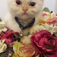 Exotic Shorthair, Kedi  ŞİFA fotoğrafı