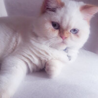 Exotic Shorthair, Kedi  ŞİFA fotoğrafı