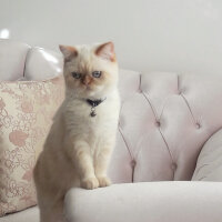 Exotic Shorthair, Kedi  ŞİFA fotoğrafı