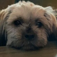 Shih Tzu, Köpek  Oddie fotoğrafı