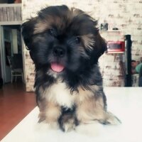 Shih Tzu, Köpek  Oddie fotoğrafı