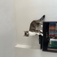 Tekir Kedi, Kedi  Woody fotoğrafı