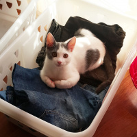 Tekir Kedi, Kedi  Garip findik fotoğrafı