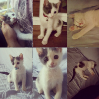 Tekir Kedi, Kedi  Garip findik fotoğrafı