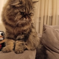 Chinchilla, Kedi  Moka fotoğrafı