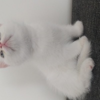British Shorthair, Kedi  Pamuk fotoğrafı