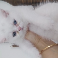 British Shorthair, Kedi  Pamuk fotoğrafı