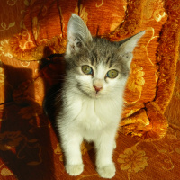 Tekir Kedi, Kedi  Bal fotoğrafı