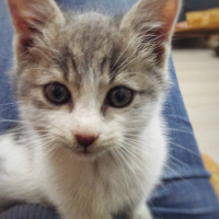 Tekir Kedi, Kedi  Bal fotoğrafı