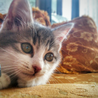 Tekir Kedi, Kedi  Bal fotoğrafı