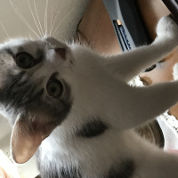 Tekir Kedi, Kedi  Bal fotoğrafı