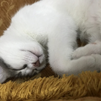 Tekir Kedi, Kedi  Bal fotoğrafı