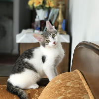 Tekir Kedi, Kedi  Bal fotoğrafı