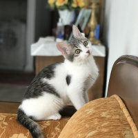 Tekir Kedi, Kedi  Bal fotoğrafı