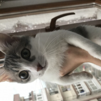 Tekir Kedi, Kedi  Bal fotoğrafı