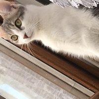 Tekir Kedi, Kedi  Bal fotoğrafı