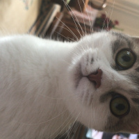Tekir Kedi, Kedi  Bal fotoğrafı